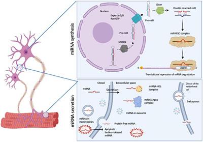 Diagnostic Circulating miRNAs in Sporadic Amyotrophic Lateral Sclerosis